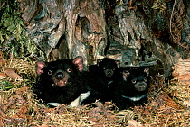 Tasmanian devil female young {Sarcophilus harrisii} Tasmania Australia