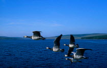 Barnacle geese in flight over water {Branta leucopsis} UK