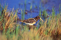 South America painted snipe in water {Nycticryphes semicollaris} Macachin Argentina