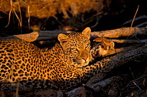 Female Leopard at dusk {Panthera pardus} Mala Mala GR South Africa