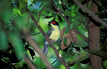 Figbird perching in tree {Sphecotheres viridis} Northern Territory, Australia