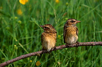 Whinchat two perched on branch {Saxicola rubetra} Poland