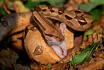 Columbian Red-tailed boa constrictor eating rat captive {Constrictor constrictor}