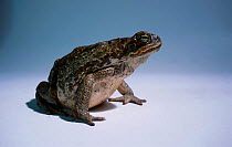 Giant toad portrait {Bufo marinus} C Queensland Australia Townsville Cane toad