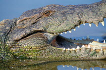 Mugger crocodile head portrait {Crocodylus palustris} India Ranganathitoo NP,