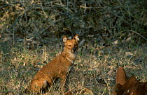 Dhole (Indian wild dog) at termite mound {Cuon alpinus} Bandipur NP Karnataka India