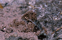 Sand lizard female excavating nest burrow {Lacerta agilis} Purbeck Dorset UK