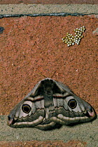 Emperor moth female with eggs laid on wall {Saturnia pavonia} Wiltshire, UK