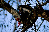 Black and white colobus monkey feeding on flowers in tree {Colobus guereza} Kibale Uganda