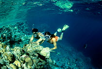 Snorkelers at coral reef Red Sea Model released.