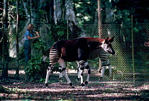 Okapi at Captive breeding station {Okapia johnstoni} Epulu Ituri NP DR of Congo
