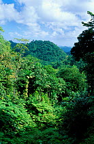 Rainforest Edmond-Quillesse FR St Lucia West Indies