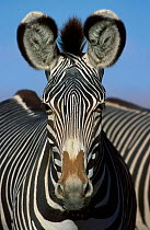 Grevy zebra head portrait {Equus grevyi} captive angered
