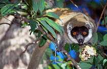 Female Mongoose lemur {Lemur mongoz} Tsiombikibo Forest North West Madagascar VU