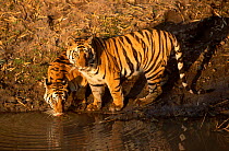 Two Bengal tigers beside waterhole {Panthera tigris tigris} Bandhavgarh NP India
