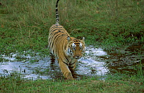 Bengal tiger walking through wet area {Panthera tigris tigris} Bandhavgarh NP India