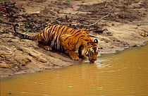 Bengal tiger drinking {Panthera tigris tigris} Bandhavgarh NP Madhya Pradesh India