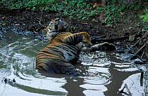 Bengal tiger wallowing in muddy water {Panthera tigris tigris} Bandhavgarh NP MP India