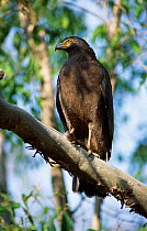 Crested serpent eagle portrait {Spilornis cheela} Bandhavgarh NP Madhya Pradesh India