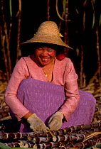 Dai woman working in sugar cane field (ethnic minority group) Xishuangbanna, Yunnan, China