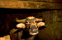 Domestic water buffalo {Bubalus arnee bubalis} Hani village, Yunnan, China