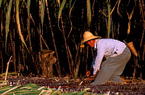 Dai man working in sugar cane field (ethnic minority group) Xishuangbanna, Yunnan, China