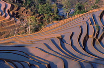 Yuanyang grand terraces built 3000 years ago by Hani people Honge, Yunnan, China