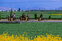 Bai men bicycling along road to work Erhai lake, Dali, Yunnan, China