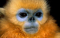 Chinese snub nosed monkey {Pygathrix roxellana} captive China