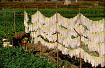 Chinese radishes drying on line Kunming, Yunnan, China