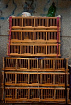 Wild caught songbirds in cages at bird market. Kunming, Yunnan, China