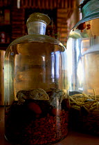 Tokay geckos {Tokay tokay} bottled for medicinal use Yunnan, China