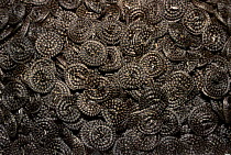 Dried snakes for medicinal use Yunnan China