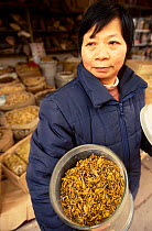 Dried scorpions for sale for medicinal use Yunnan China