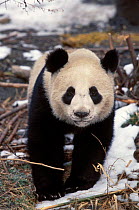 Giant panda in snow {Ailuropoda melanoleuca} Wolong Valley Chin