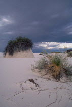 Sand pedestal covered with vegetation White Sands NM New Mexico USA