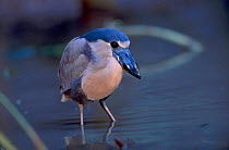 Boat billed heron {Cochlearius cochlearius} Central america