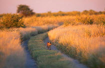 Caracal walking along path {Felis caracal} Kalahari desert Botswana