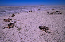Dead Flamingo chicks on Sua salt pan Makgadikgadi pans Botswana