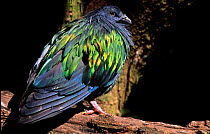 Nicobar pigeon {Caloenas nicobarica} C Andaman Nicobar islands endemic