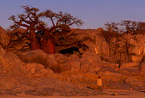 Baobab tree {Adonsonia digitata} Kubu island, Sua salt pan Makgadikgadi, Botswana