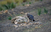 Argentine grey fox {Pseudolopex griseus} feeds on dead sheep Valdez Patagonia Argentina