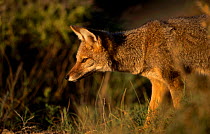 Argentine grey fox {Pseudolopex griseus} Valdez Patagonia Argentina chubut