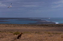 Argentine grey fox in landscape Chubut Peninsula Valdez Patagonia Argentina