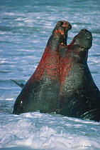 Northern elephant seals males fighting. California USA {Mirounga angustirostris} Ano