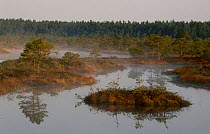 Wetland landscape with reflections in lake Kemeri NP, Latvia