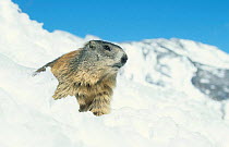 Alpine marmot in snow {Marmota marmota} Hohe Tauern NP Austria