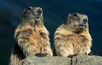 Two Alpine marmots {Marmota marmota} Hohe Tauern NP Austria