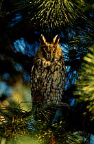 Long eared owl in tree {Asio otus} Hessen Germany