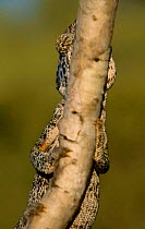 Warty chameleon male hidden behind branch {Chamaeleo verrucosus} Madagascar